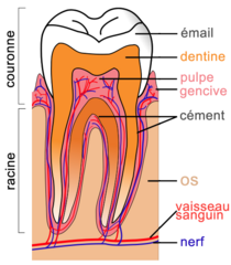 File:Coupe-dent-molaire-racine dentaire.png