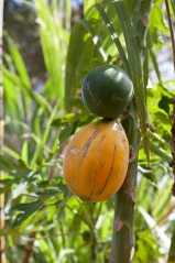 File:Goyave-1145.jpg
