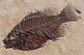 Thumbnail for version as of 14:45, 7 March 2010