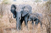 Éléphant 1-5038.jpg