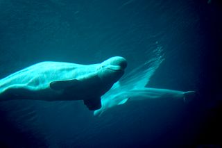 File:Beluga-2135.jpg