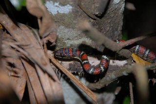 File:Chrysopelea-5387.jpg