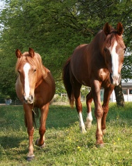 File:Luna 3ans- intrépide 17 ans-1006.jpg