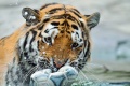 Thumbnail for version as of 16:45, 23 December 2011
