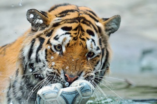 File:Tigre joue avec une balle 2-6069.jpg