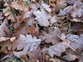 Thumbnail for version as of 10:10, 22 March 2010