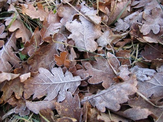 File:800px-Feuilles mortes recouvertes de givre2.JPG