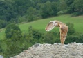 Thumbnail for version as of 16:20, 4 December 2009