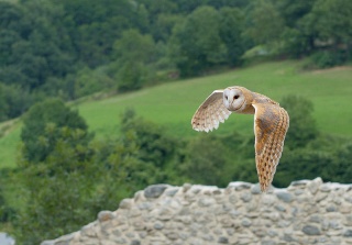 File:Chouette effraie en vol.jpeg