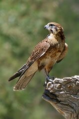 File:Falconiformes.jpg