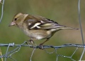 Thumbnail for version as of 16:18, 28 March 2013