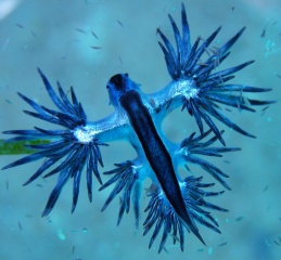 File:Poisson bleu-7559.jpg