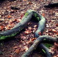 Thumbnail for version as of 09:59, 14 February 2011