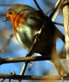 Thumbnail for version as of 18:30, 2 January 2012