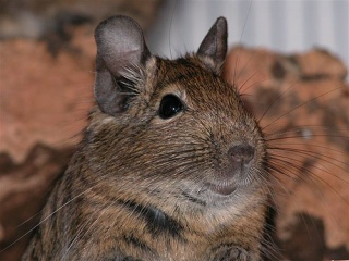 File:The chilean degu-2169.jpg