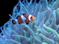 Thumbnail for version as of 19:36, 20 April 2012
