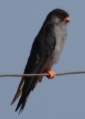 Thumbnail for version as of 16:13, 5 May 2011