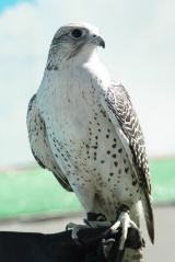 File:Faucon gerfaut.jpg