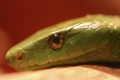 Thumbnail for version as of 17:53, 2 January 2012