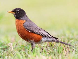 File:American robin-Merle d'Amérique (Turdus migratorius).jpg