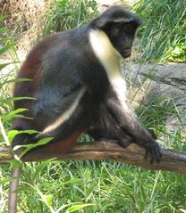 File:Diana Monkey2.jpg