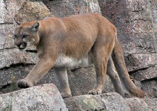 File:Le puma.jpg