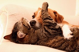 File:Minou - margot-8649.jpg