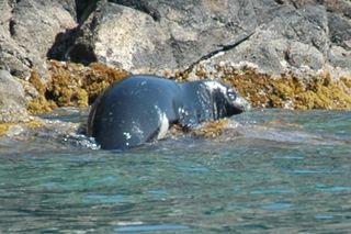 File:Phoque Moine Monachus.jpg