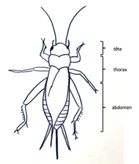 File:Schéma grillon 1.png
