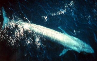 File:Baleine bleue-Rorqual bleu.jpg