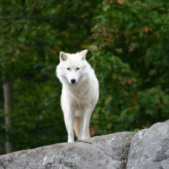 File:Loup blanc-6707.jpg