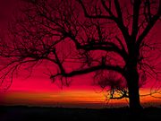 Rouge-1295.jpg