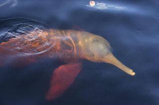 File:Dauphin-rose-geoffrensis-d-inia-34861249.jpg
