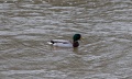 Thumbnail for version as of 14:24, 20 March 2015