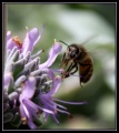 Thumbnail for version as of 18:07, 21 February 2009