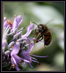 File:Abeille 001-2373.jpg