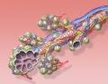 Thumbnail for version as of 11:43, 20 May 2014