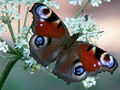 Thumbnail for version as of 13:07, 16 April 2009