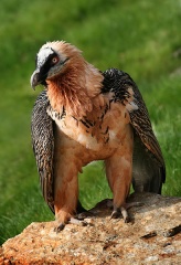 File:Gypaète barbu-Gypaetus barbatus.jpg