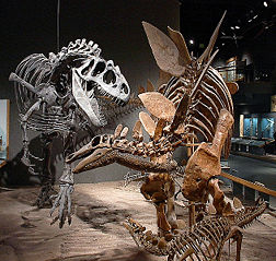 File:Squelettes-Dinosaures-Stégosaure-Allosaure.jpg