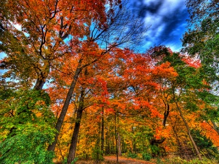 File:Automne-Arbres-Autumn falls...-6676.jpg