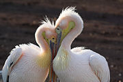 Pélicans-pelican-amour-coeur-couple-4613.jpg