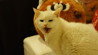 File:Pandora Cat Meowing for Treats.jpg