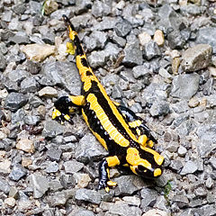 File:Salamandre tâchetée.jpg