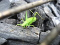 Thumbnail for version as of 19:44, 28 October 2008