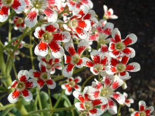File:Saxifrag -'Southside Seedli'.jpg