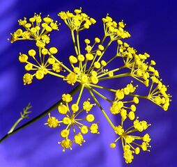 File:FleurAneth.jpg