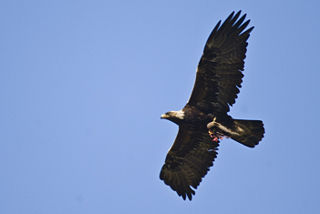 File:Aigle royal (Aquila chrysaetos)-Rapace-9232.jpg