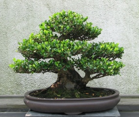 File:Bonsaï-bonzaï-bonsai-Eurya emarginata.jpg