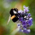 Thumbnail for version as of 16:40, 7 March 2013